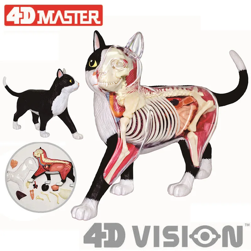 4D Vision черно-бяла анатомическая модел орган котка, играчки-пъзели за деца и студенти по медицина, ветеринарна образователна модел0