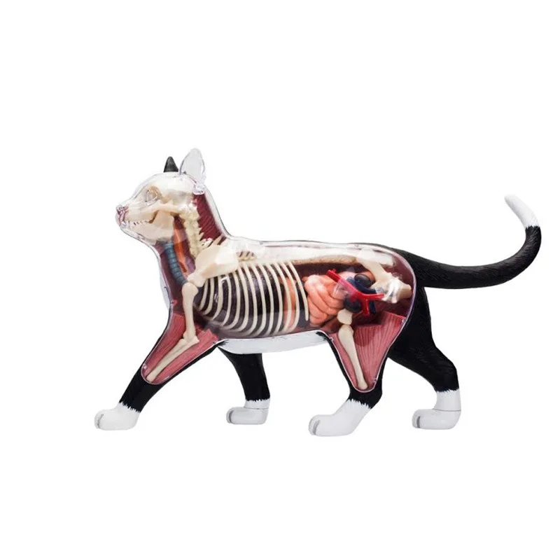 4D Vision черно-бяла анатомическая модел орган котка, играчки-пъзели за деца и студенти по медицина, ветеринарна образователна модел1