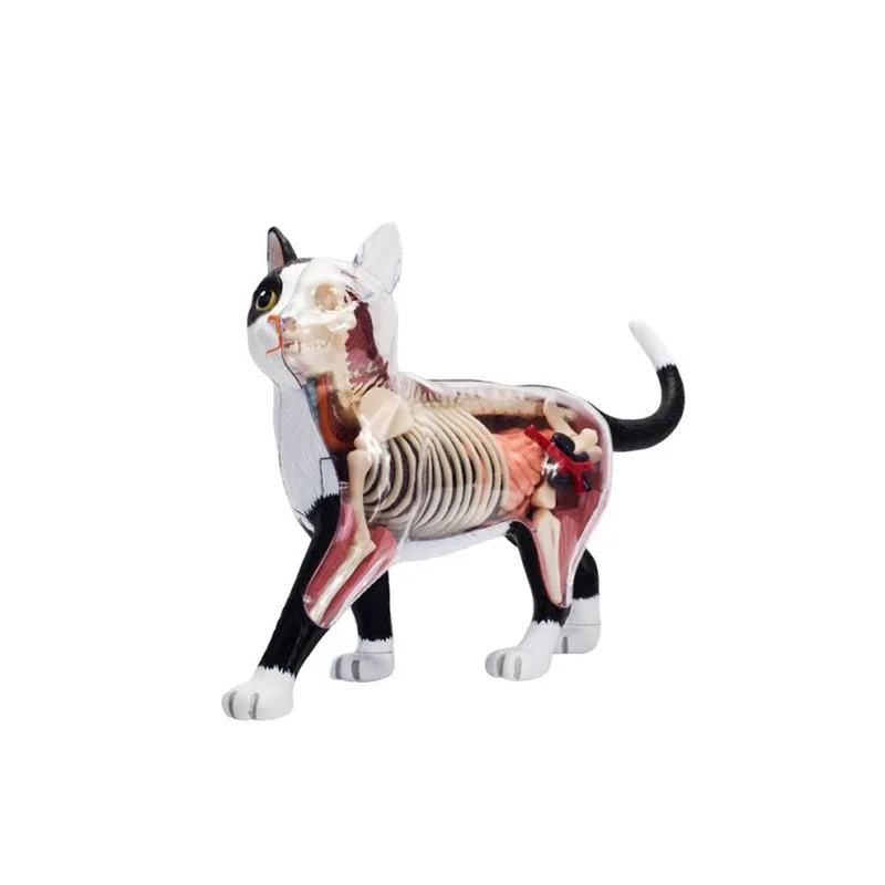 4D Vision черно-бяла анатомическая модел орган котка, играчки-пъзели за деца и студенти по медицина, ветеринарна образователна модел2