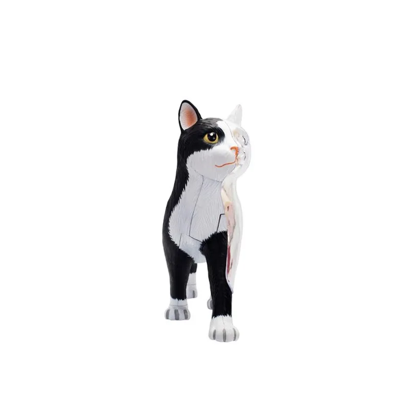 4D Vision черно-бяла анатомическая модел орган котка, играчки-пъзели за деца и студенти по медицина, ветеринарна образователна модел3