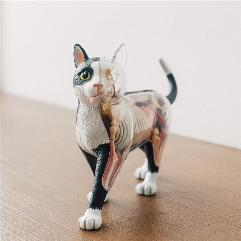 4D Vision черно-бяла анатомическая модел орган котка, играчки-пъзели за деца и студенти по медицина, ветеринарна образователна модел5