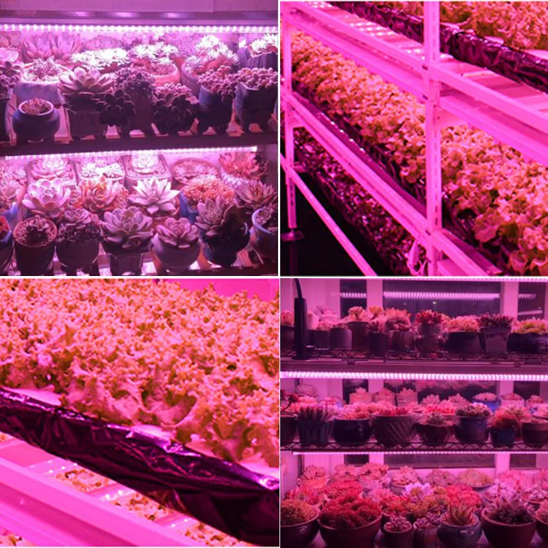 Растенията Пълен Набор от LED цвете Расте палатка скоростна Светлина да расте Оранжерия Фито лампа комплект червен син Отглеждане на Зеленчуци На закрито Лампи за растеж3