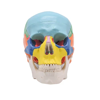 Стоматологични травматични медицински инструменти за анатомията на скелета, боядисани в реален размер, анатомический череп на човек